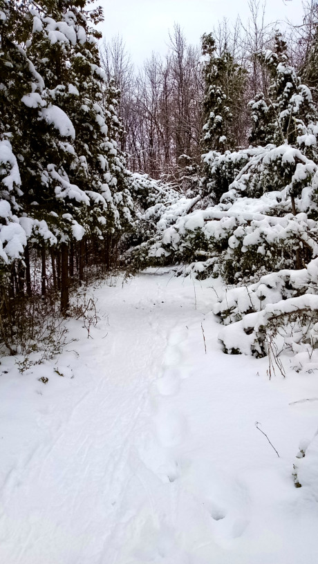 Picture of a snowy trail in Guindon Park with coniferous trees, weighed down by snow and blocking the trail