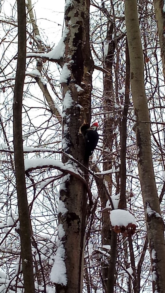 Picture of woodpecker at work, 1 of 3 - Looking