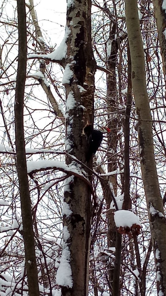 Picture of woodpecker at work, 2 of 3 - Head cocked