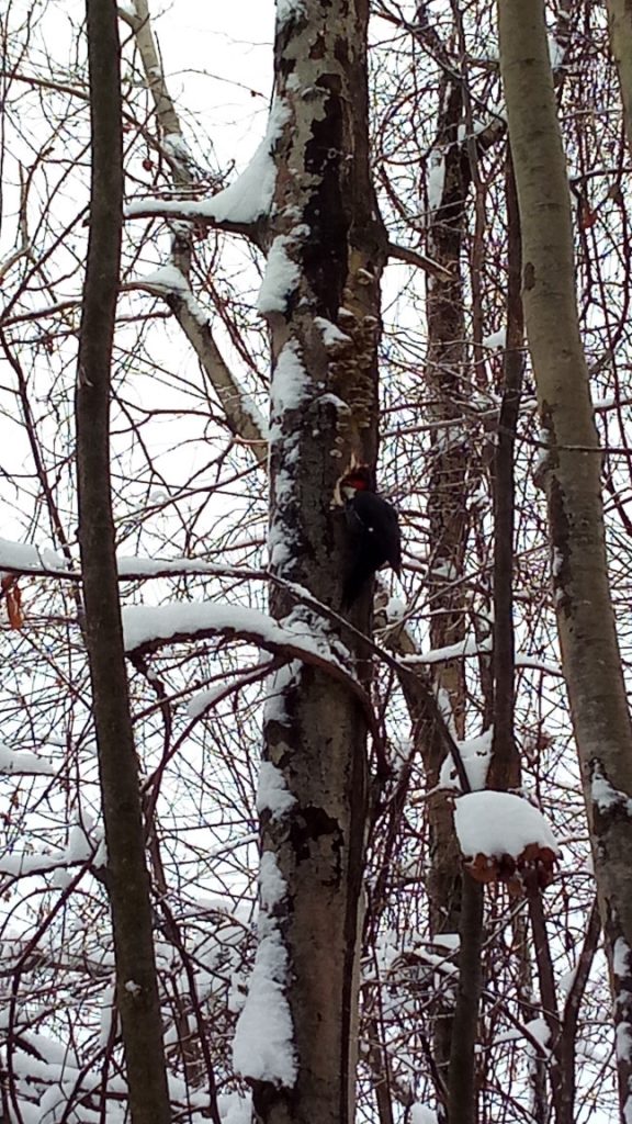 Picture of woodpecker at work, 3 of 3 - Digging in