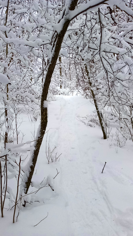 Picture of a snowy trail in Guindon Park