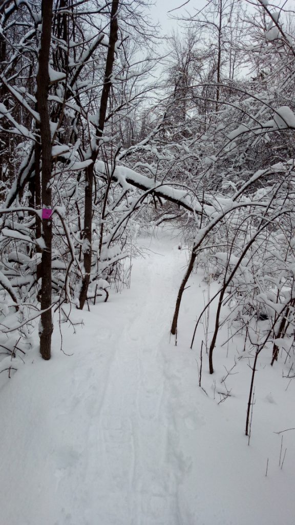 Picture of a snowy trail in Guindon Park, a tree on the left has a pink, square, trail marker